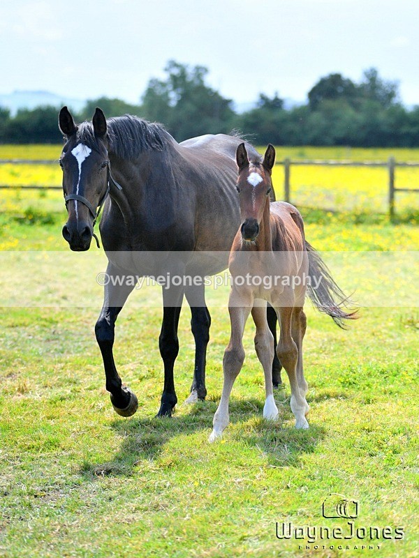 WJ5_4083 - Lyford Stud - Foals 01-06-25