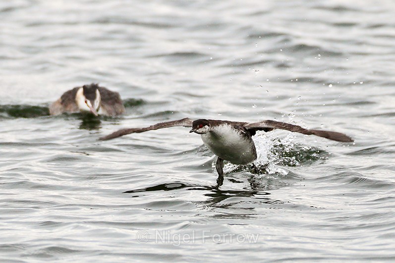 Slavonian Grebe takes off when approached by a Great Crested Grebe - Slavonian Grebe