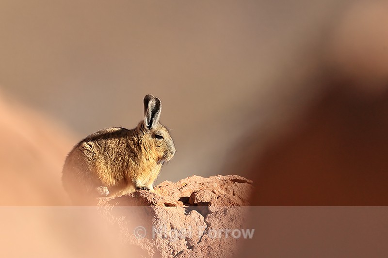 Southern Viscacha viewed between rocks, Machuca, Chile - Viscacha