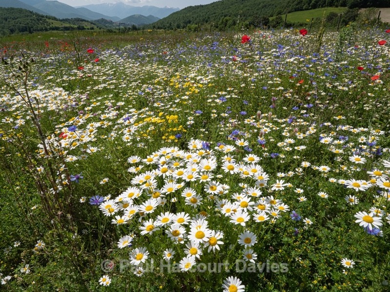 Weeds of cultivation Apennines Italy. scarlet field poppies (Papaver rhoeas), blue cornflowers (Centaurea cyanus) white ox-eye daisies( Leucanthemum vulgare, white field chamomile (Anthemis arvensis)  - Flowers in the Landscape - 2