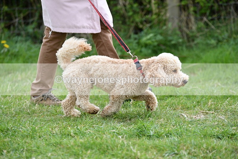 WJ5_9144 - Class 1 Best Cross Breed / Heniz 57