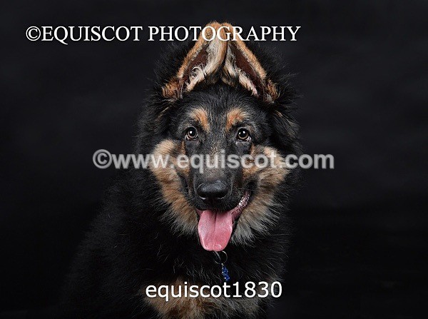 equiscot1830 - RONNIE