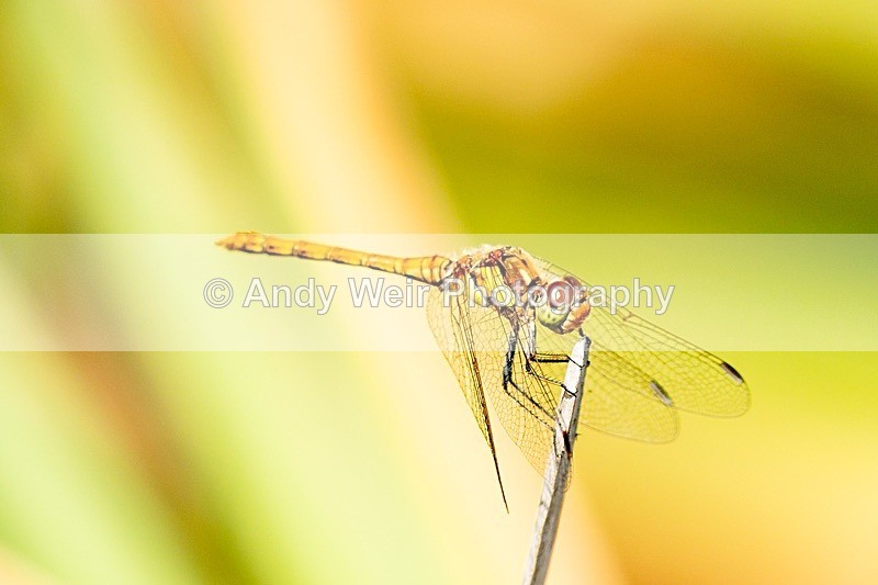 20180706untitled8E0A3217 - Dragonflies & Damselflies