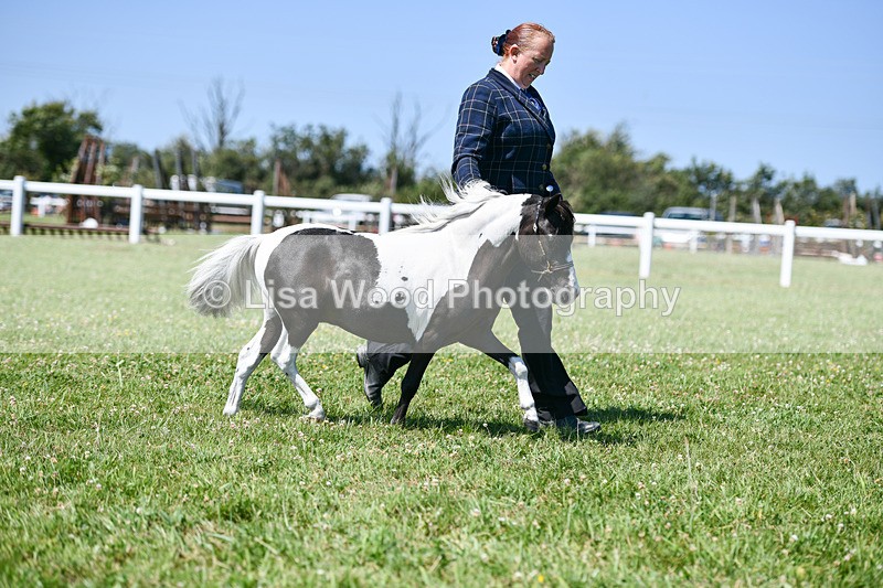 DSC_7054 - Class 60: Miniature Horse 2 & 3yr olds