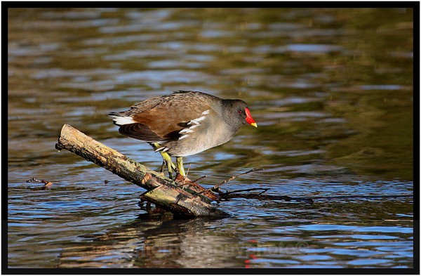 Moor Hen - Wildlife Wildlife