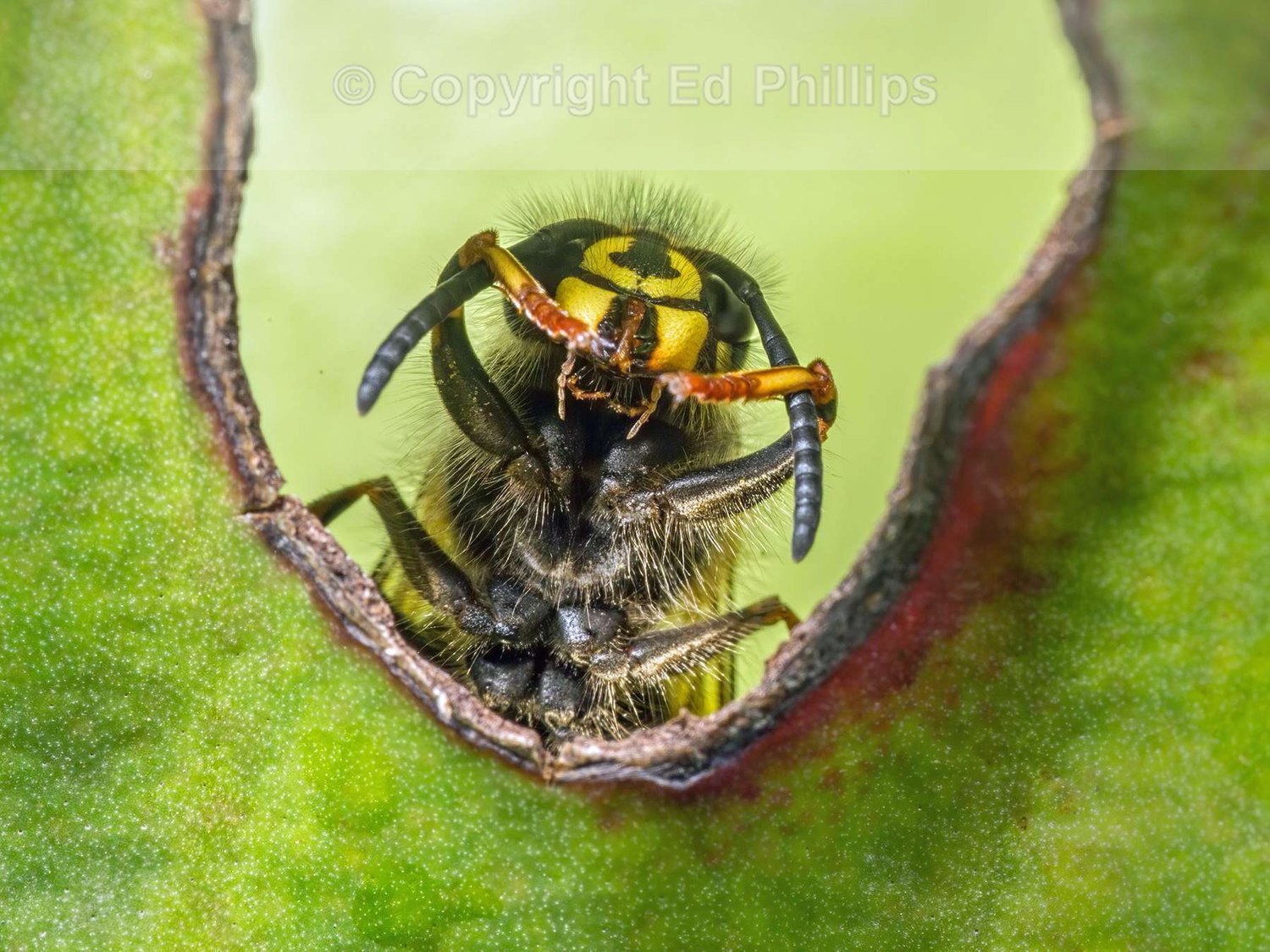Queen Wasp Grooming