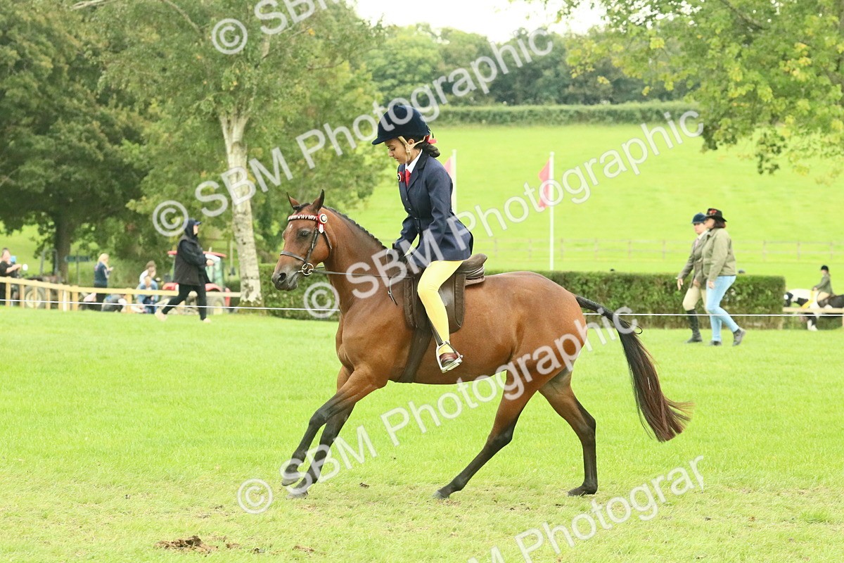 SBM_74034 - S 61 - Show Pony & Show Hunter Pony Ridden