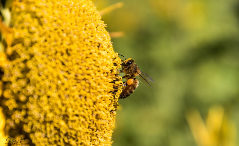 Sunflower and Bee 27