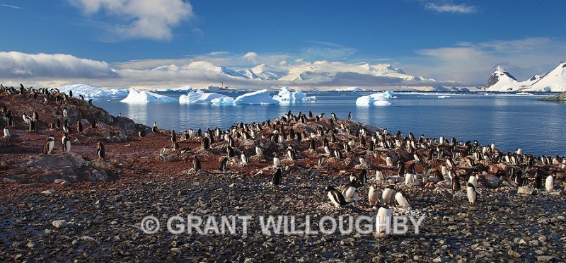 Akademik Ioffe sitting amoungst the bergs at Cuverville Island - Antartica