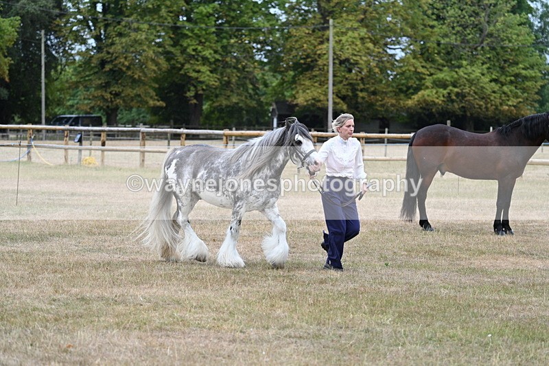 WJ7_9629 - Class 5 Most Handsome Gelding (up to 14.2hh)
