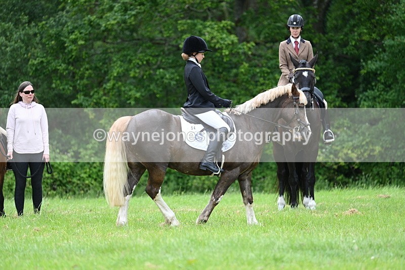 WJ7_4187 - Class 14A Handsome Gelding