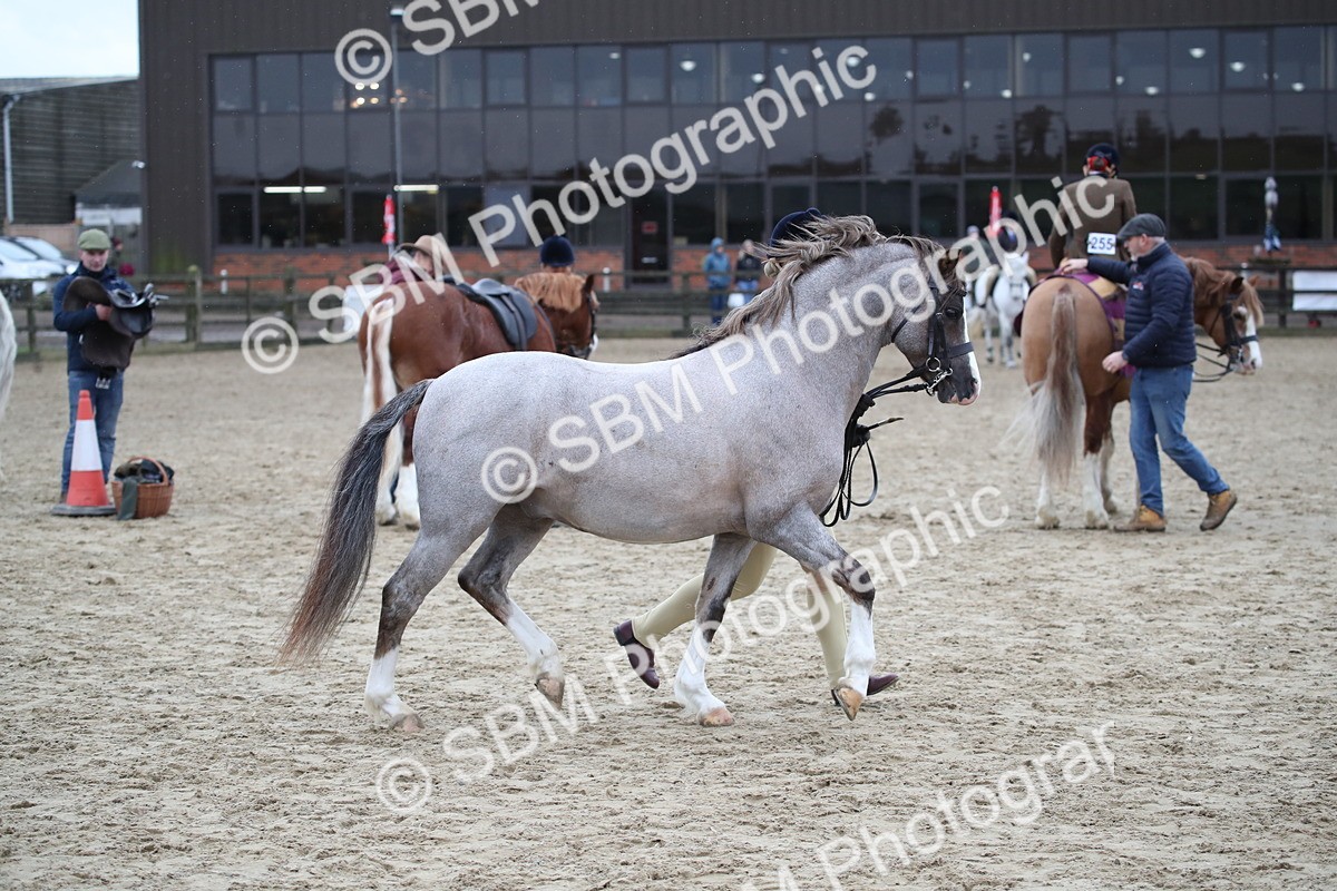 SBM_007279 - Class 10-13 - RIHS Small Large Breeds