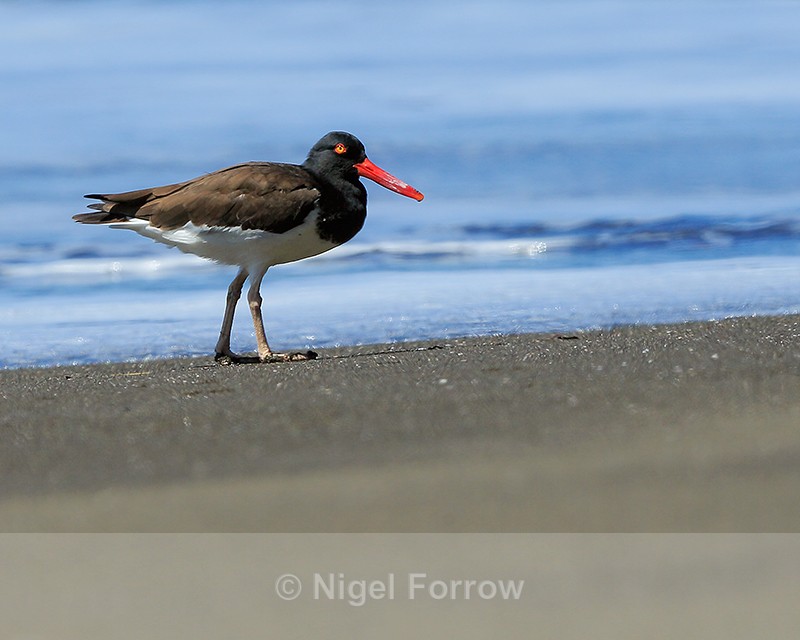 American Oystercatcher, Osa Peninsula, Costa Rica - American Oystercatcher