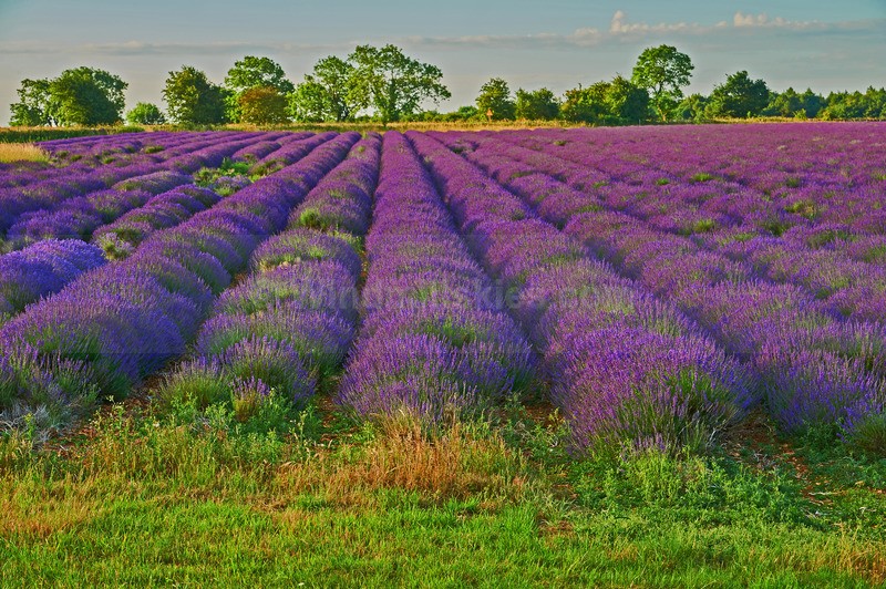 - Cotswolds