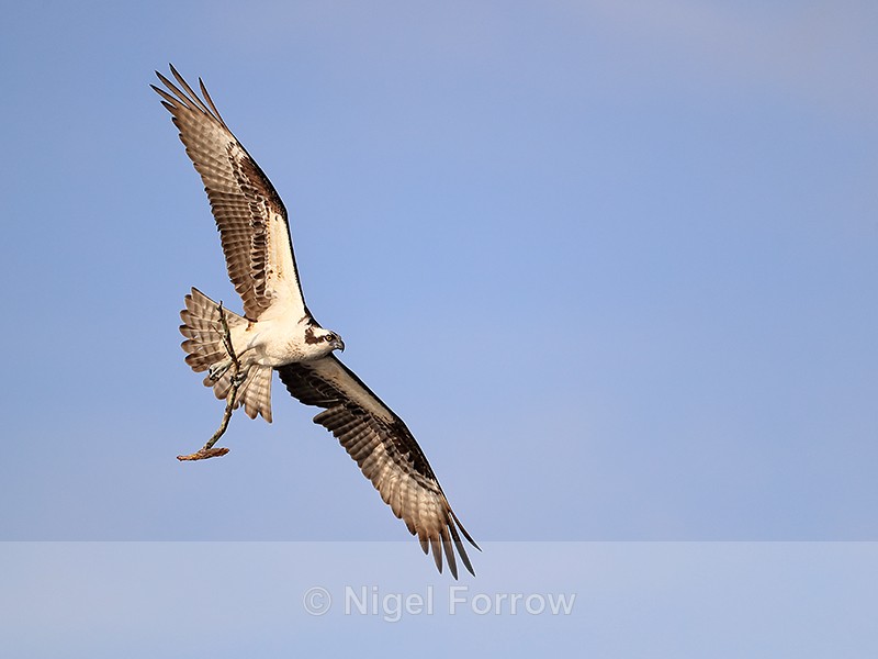 Osprey flying & carrying tree branch, Blue Cypress Lake, Florida - Osprey