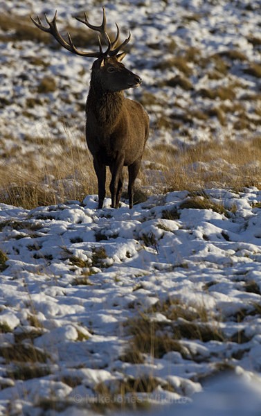 RED DEER ref 12a - THE DEER IN WINTER