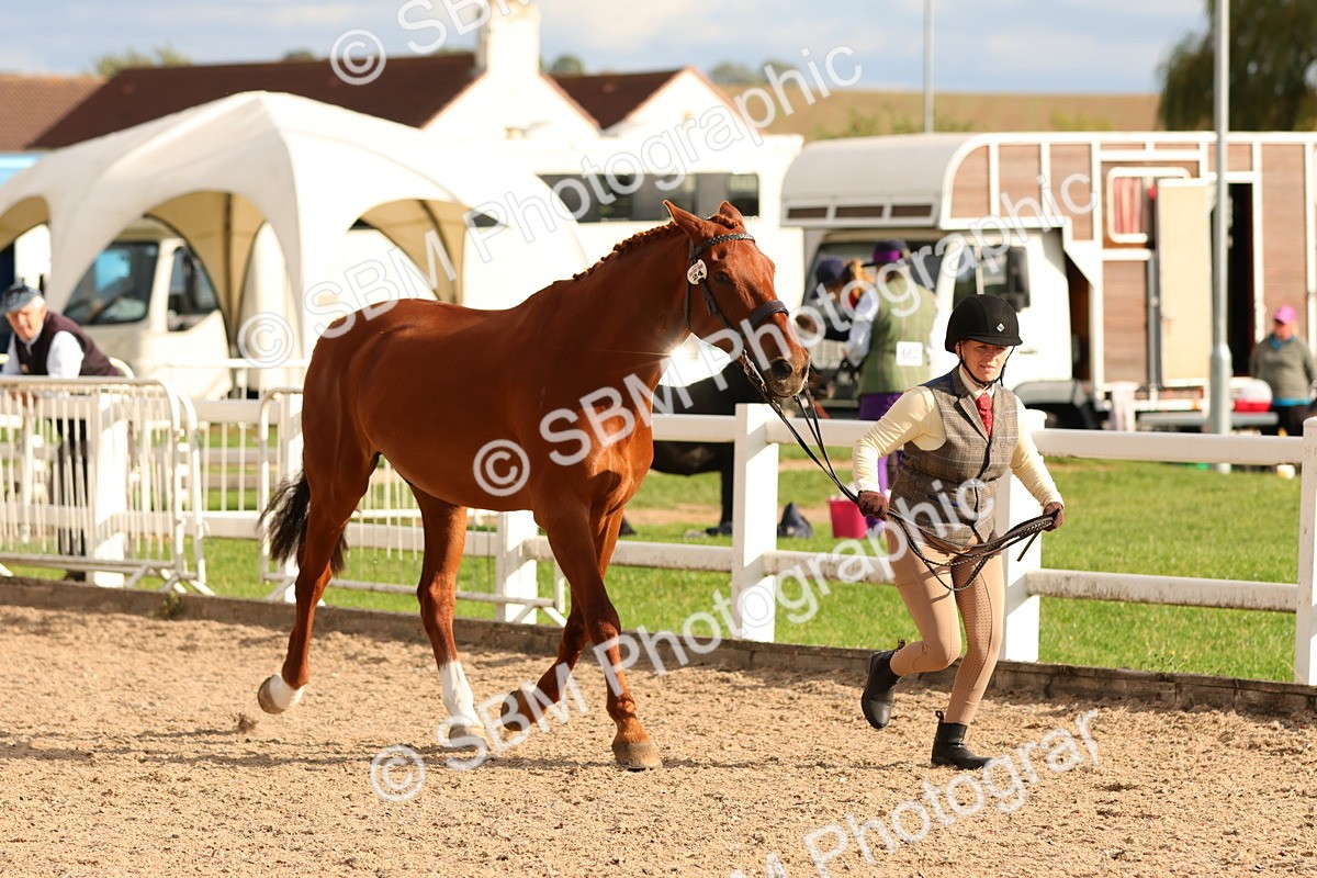SBM_18352 - Class 318 - IH Part Bred Horse Pony