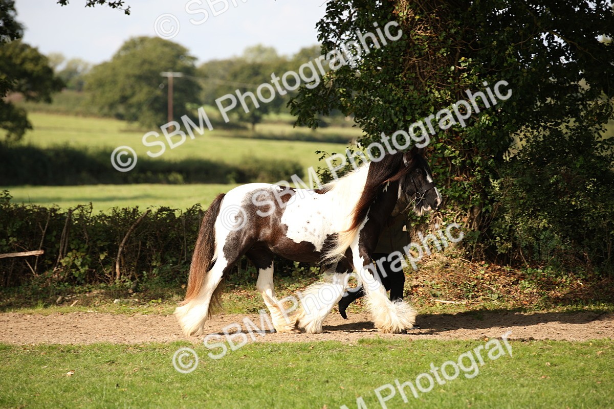 SBM_62169 - S55 - Traditional Cob In Hand