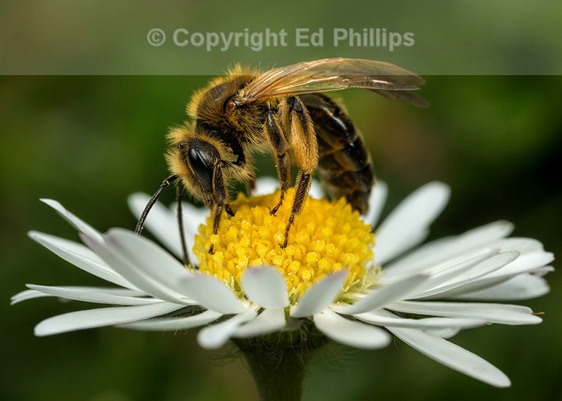 Andrena bucephala (f)