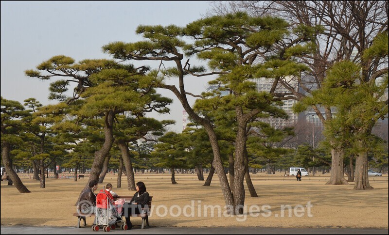 Japan Tokyo Royal Park pine trees and family - Japan