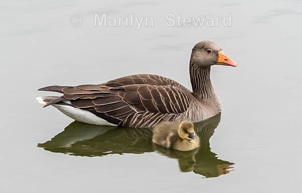 Slimbridge-1 Greylag goose and duckling - Slimbridge Wetlands Centre