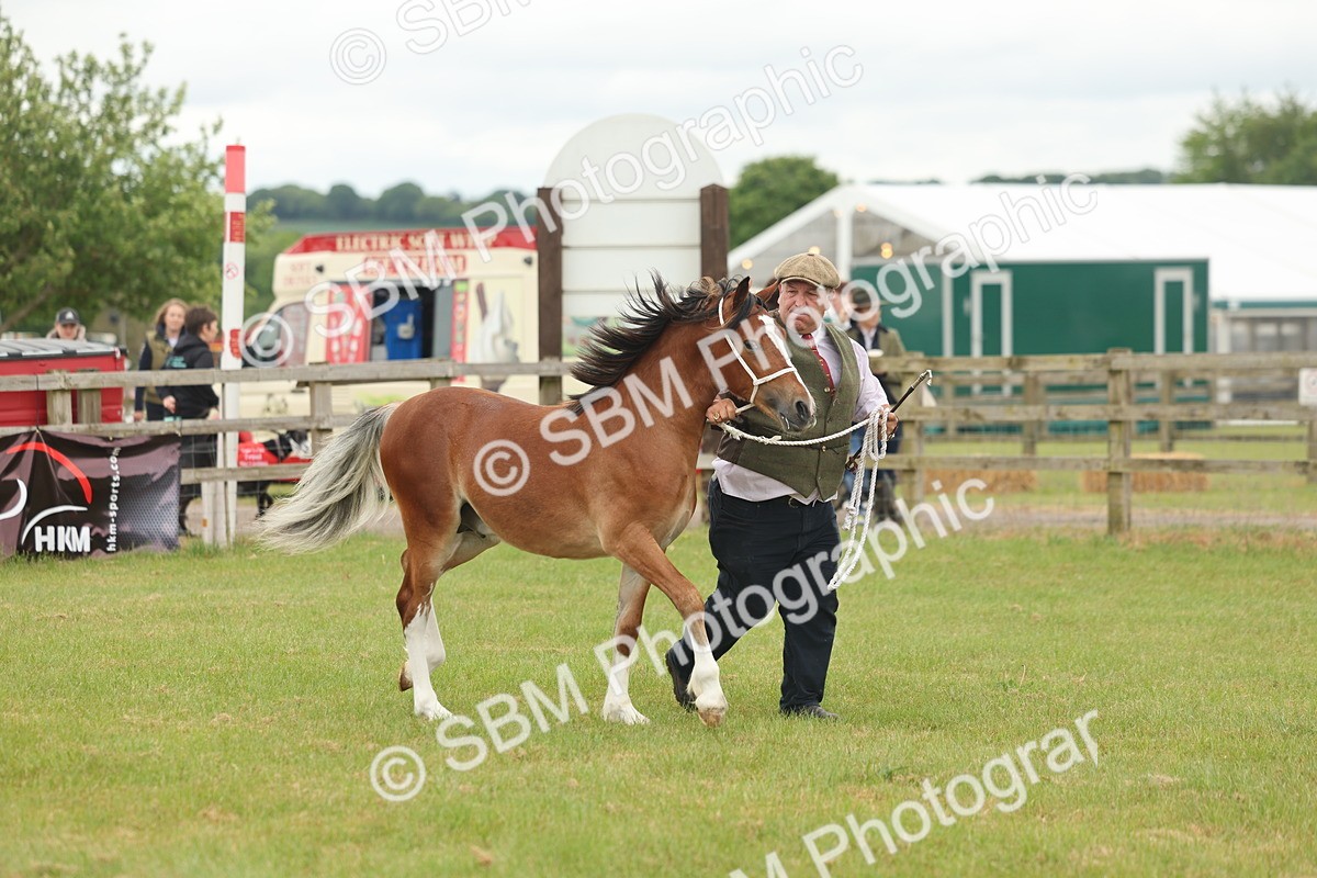 SBM_02352 - Class 50-57 - M&M Welsh Pony In Hand