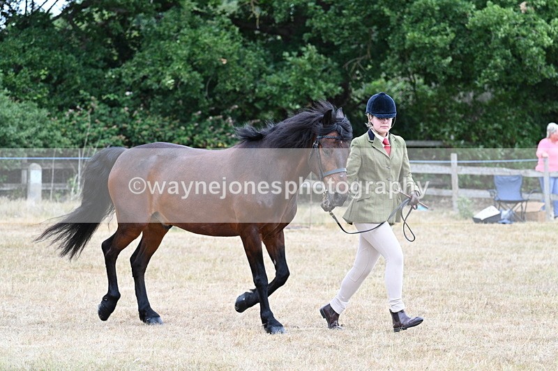 WJ7_9514 - Class 5 Most Handsome Gelding (up to 14.2hh)