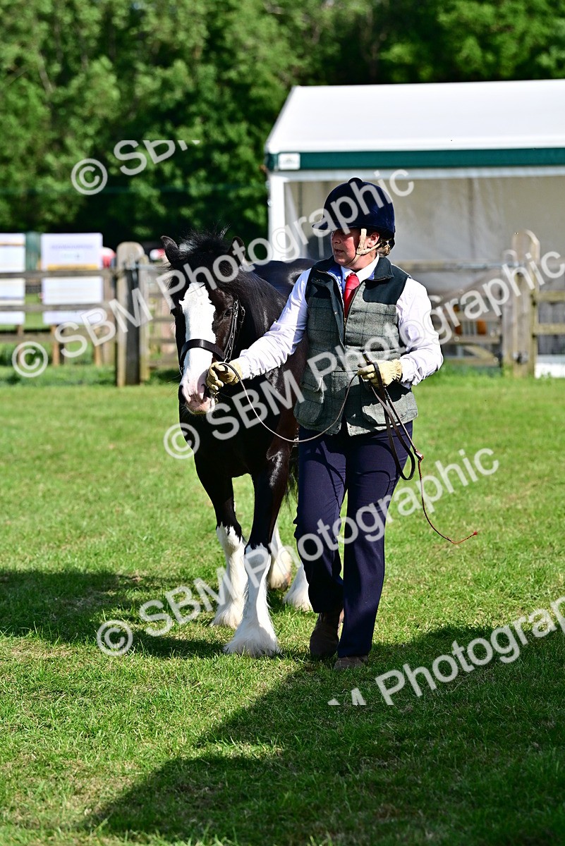 SBM_10082 - Class 63-65 - Traditional Gypsy Cobs In Hand & Ridden