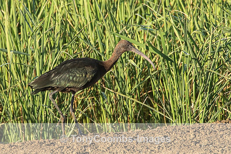 Glossy Ibis - Spain  2016