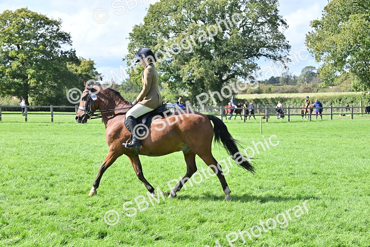 SBM_44586 - S13 - Pony Club Pony