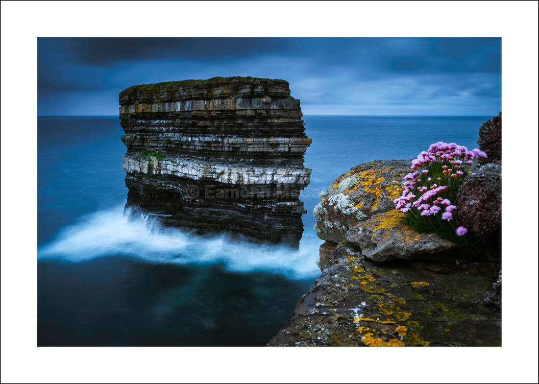 Sea Pinks Dun Briste - - Mayo's Wild Atlantic