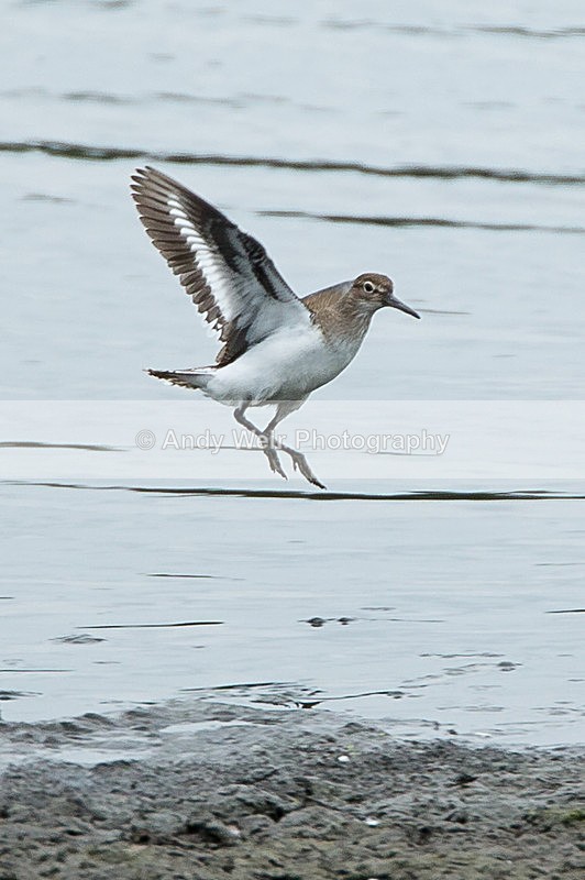 20130721-3K8A5125 - Other Waders