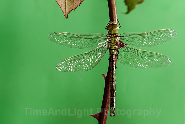 Teneral Male Emperor - Dragonflies & Damselflies