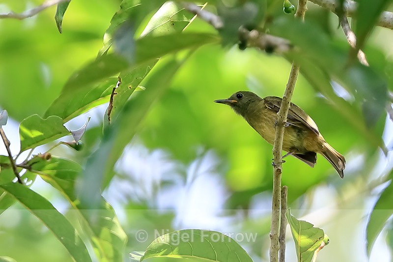 Ochre-bellied Flycatcher, Costa Rica - Ochre-bellied Flycatcher