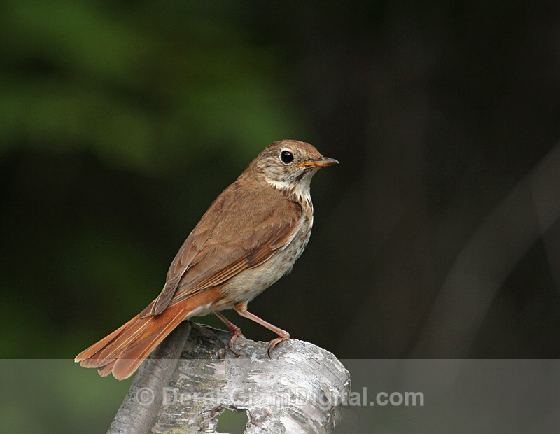 Catharus guttatus - Birds of Atlantic Canada