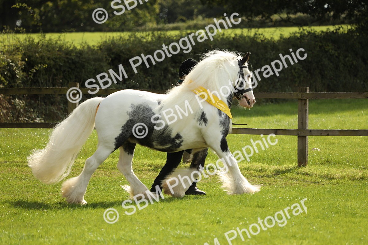 SBM_66306 - In Hand Pony & Youngstock Supreme Championship