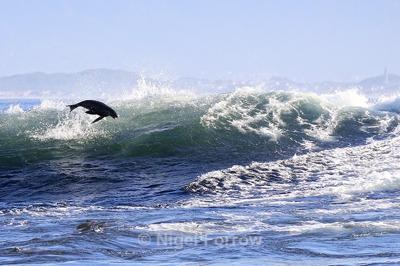 Cape Fur Seal jumping, Seal Island, False Bay, South Africa - Seal
