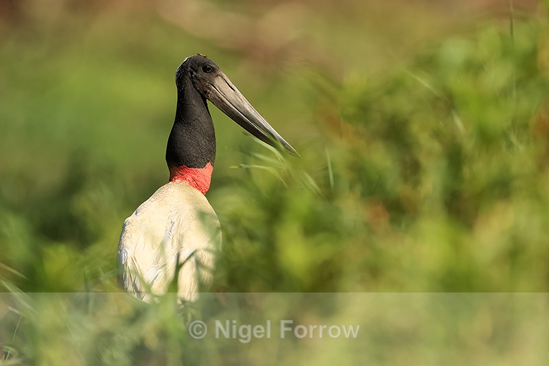 Jabiru moving along river bank, Mato Grosso, Brazil - Jabiru