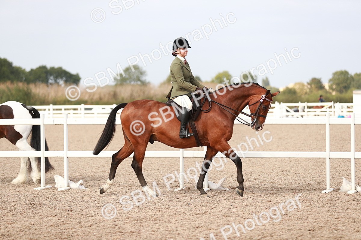 SBM_17428 - Class 215 Ridden Hack/ Riding Horse