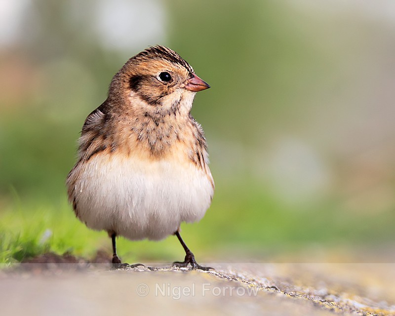 Frontal view of Lapland Bunting - Lapland Bunting