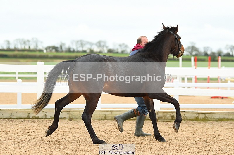 230416A-140328-04731 - Cls 46+43 In Hand Warmbloods and Foreign