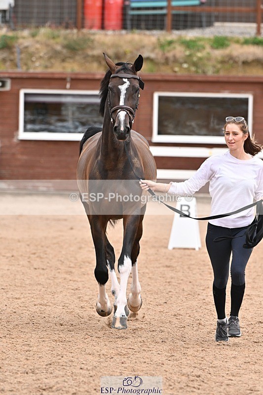 250716-144139-01315 - Trot Up 2.30 to 3.30