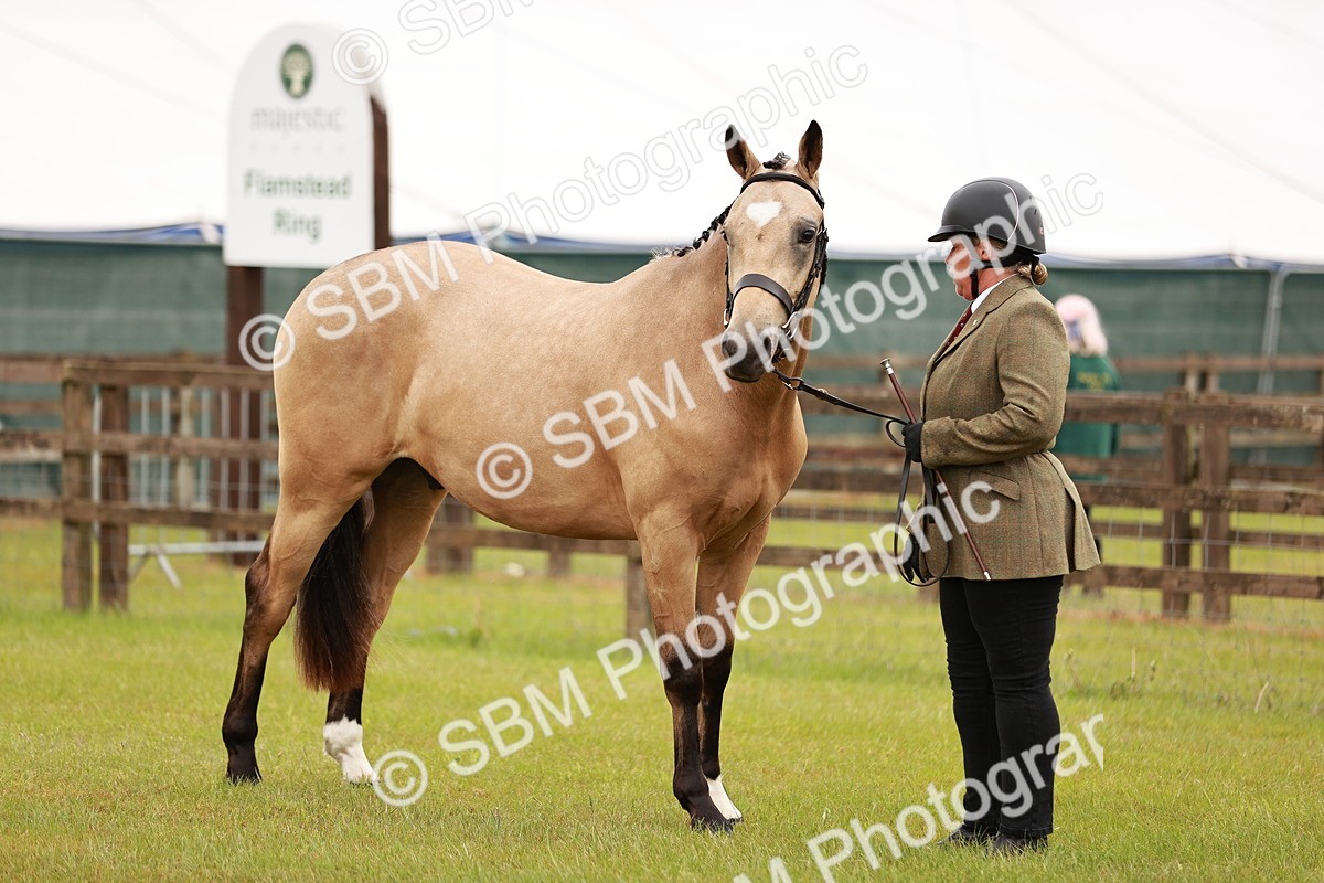 SBM_00717 - Class 26-30 Sport Horse In Hand