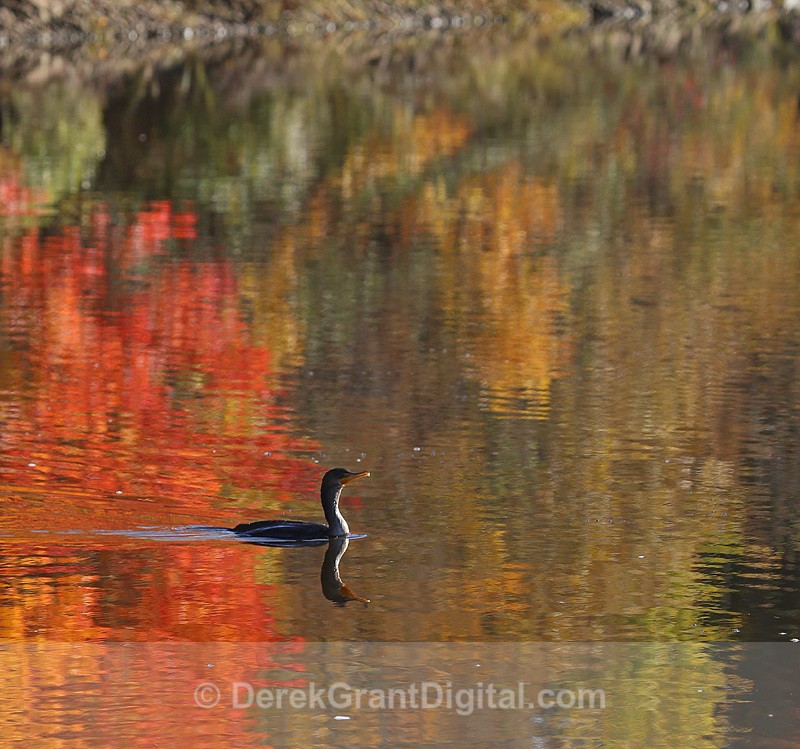 Double-Crested Cormorant in Autumn Waters - Autumn Foliage