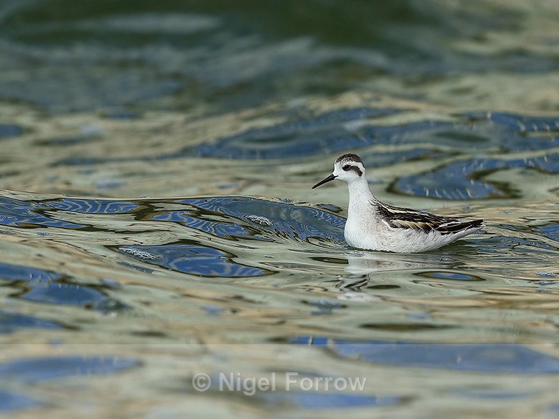 Red-necked Phalarope (juvenile), Farmoor - Red-necked Phalarope