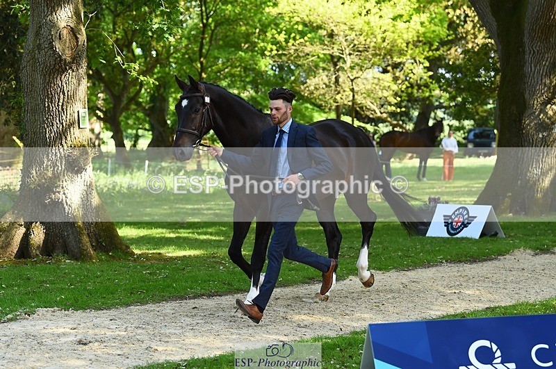 230524-161724-00815 - 258-DHI_KING_NELSON-Barnie_Brotherton-WEDTrotUp+DR