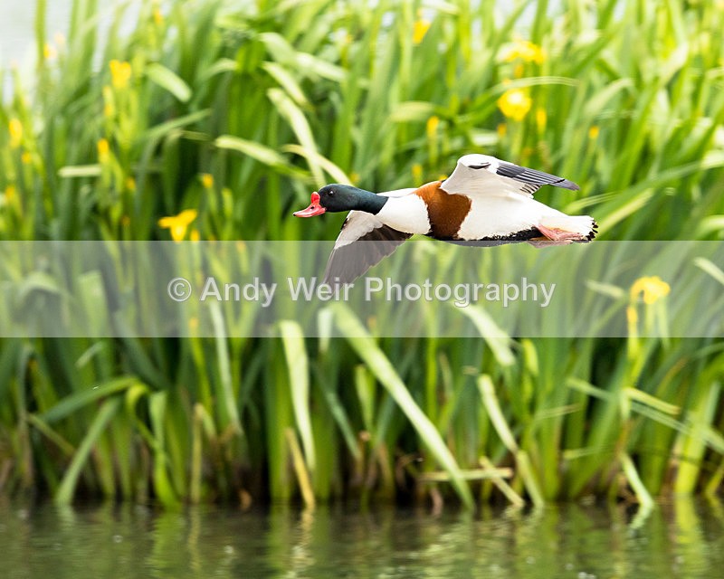 20150523-8E0A8994 - Shelduck