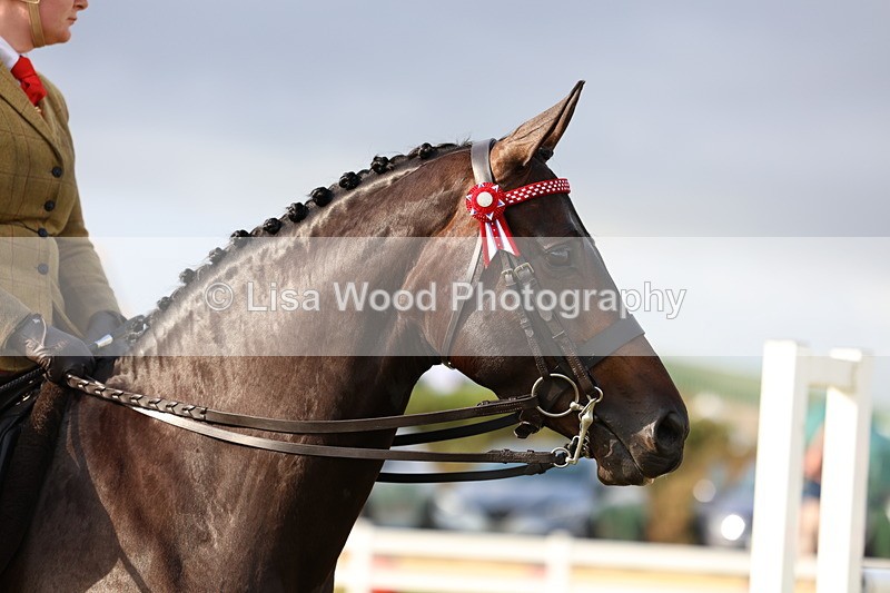 3E7A7830 - Class 1: Rising Star Small Hack/Riding Horses