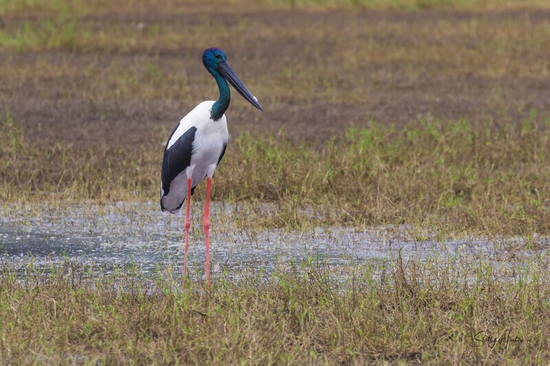Jabiru male 4. 0A3A6948 - Jabiru