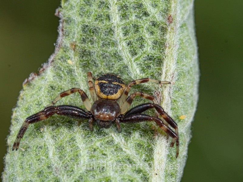 Jumping Spider (Euophrys rufibarbis. - Ten Metres from Home 2021